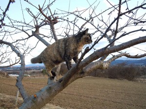 猫はこたつで丸くなる？