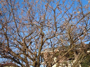 20110317S1.jpg