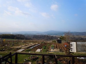 仕事場の近くに咲いた桜