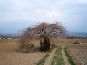 20120419_5.jpg