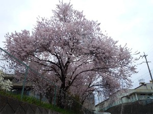 20120420_2.jpg