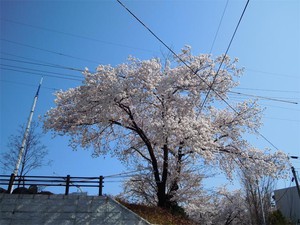 20120424_2.jpg