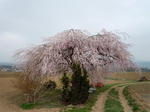 20120425_3.jpg