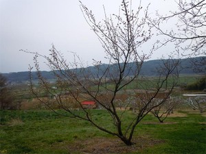 20120429_7.jpg