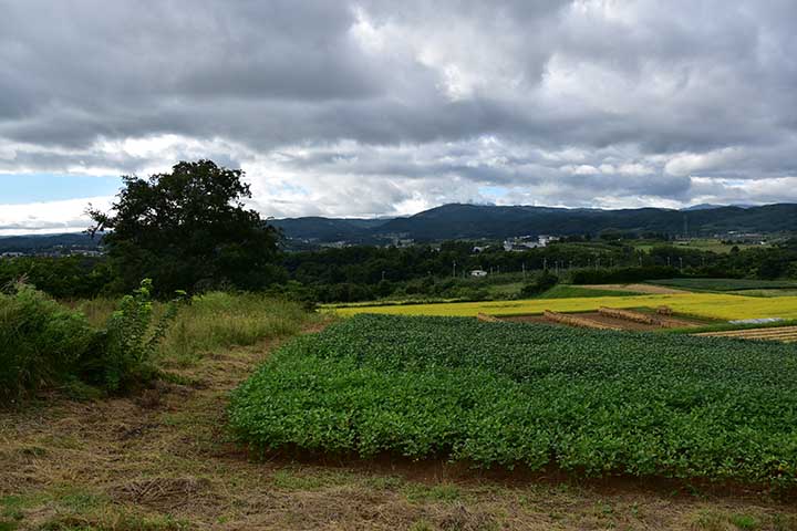 草刈り＆液体ガスケット到着＆芝刈り機故障修理